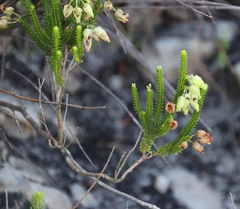 Erica urna-viridis, photograph (c) Tony Rebelo, some rights reserved (CC BY-SA)