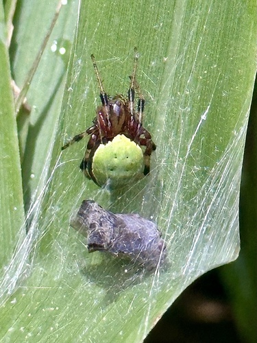 Dubiepeira dubitata