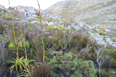 Erica urna-viridis, photograph (c) Tony Rebelo, some rights reserved (CC BY-SA)