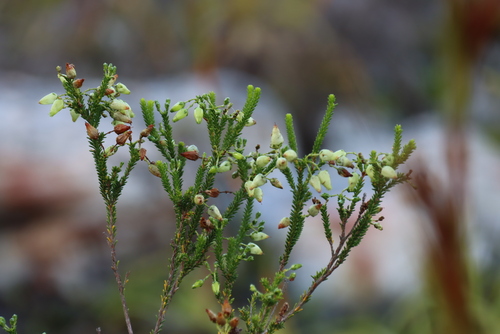 Erica urna-viridis, photograph 3
