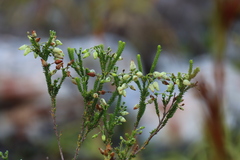 Erica urna-viridis, photograph (c) Tony Rebelo, some rights reserved (CC BY-SA)