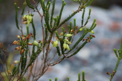 Erica urna-viridis