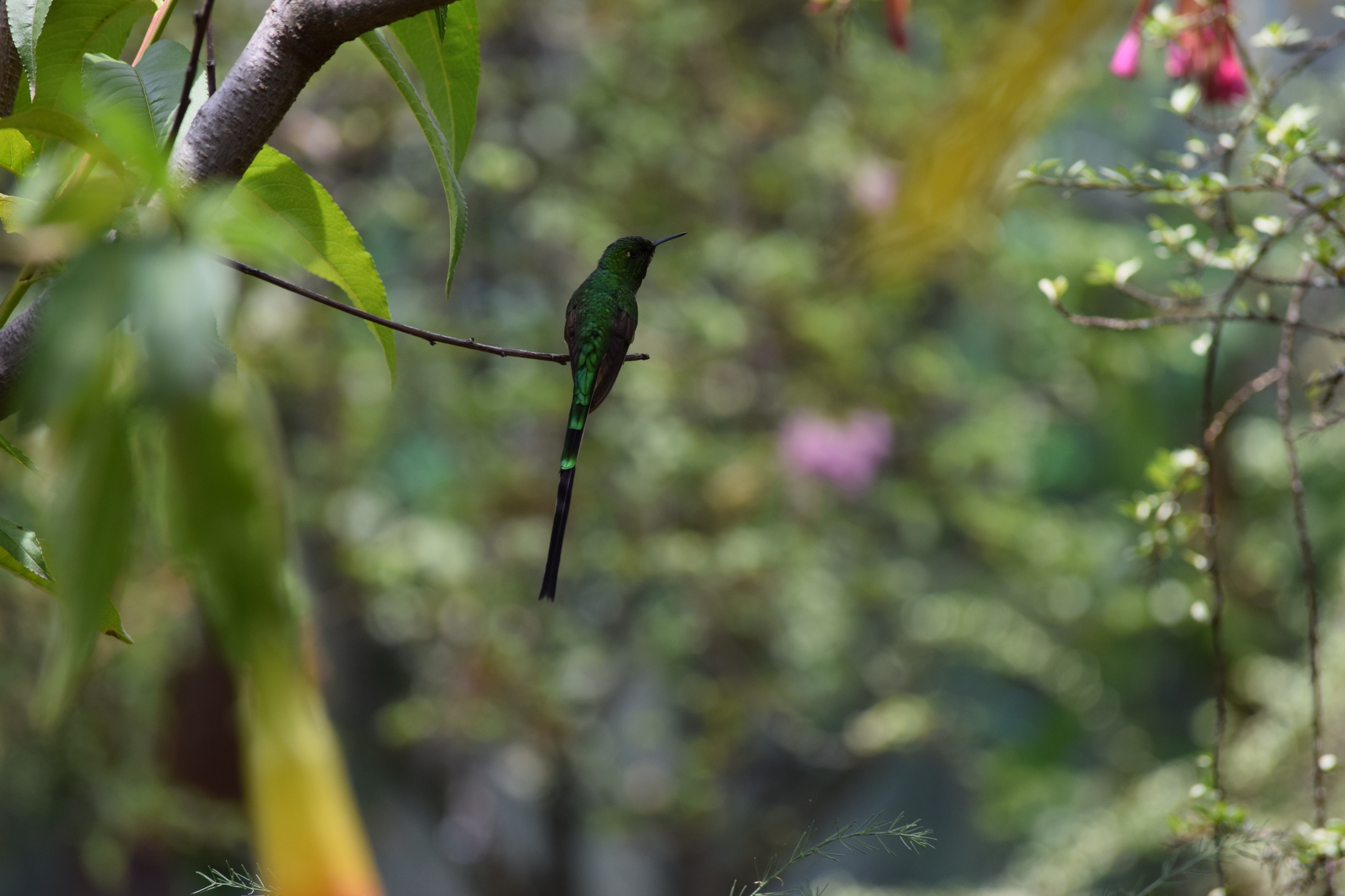 Green-tailed Trainbearer illustration