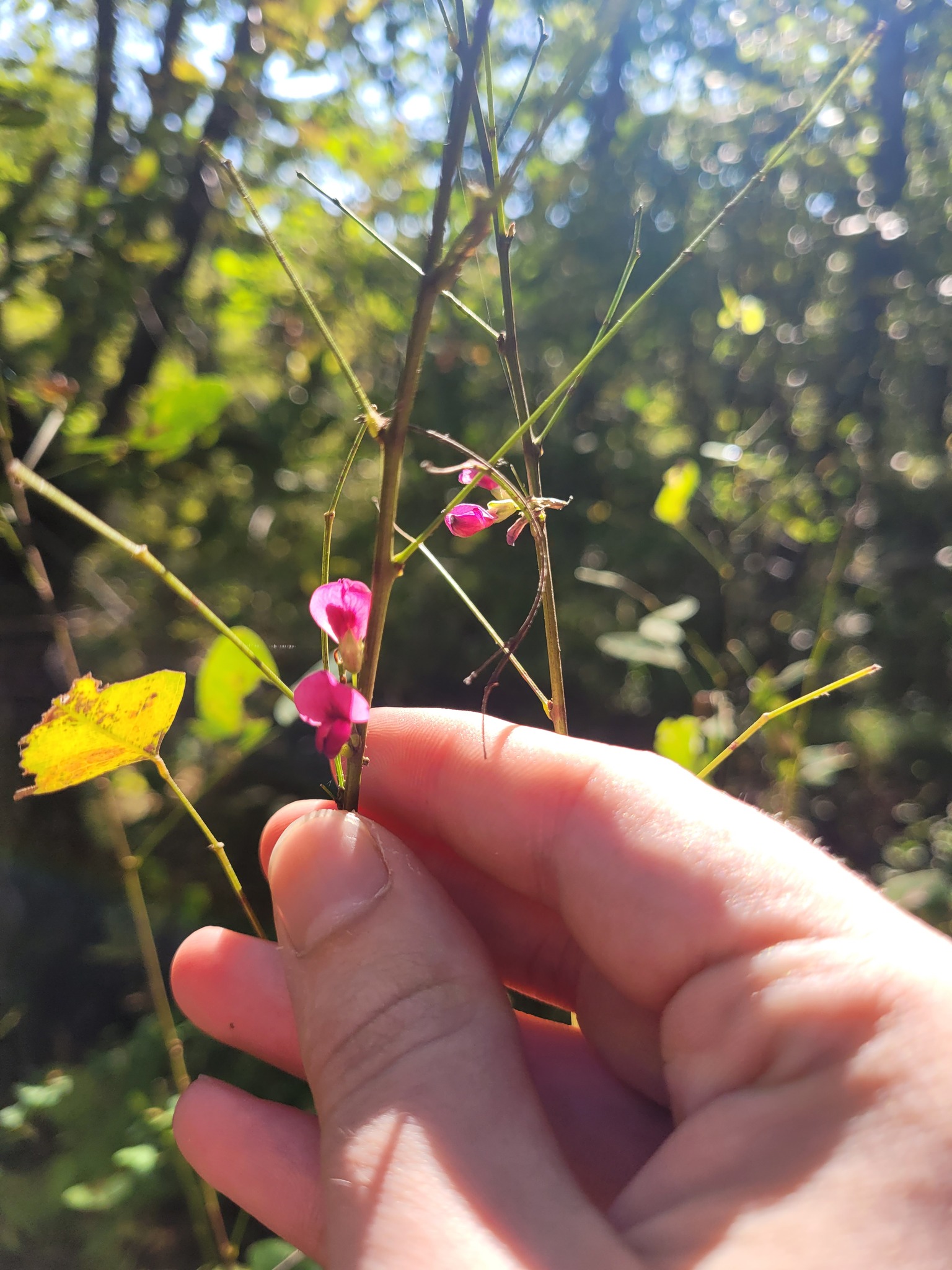 Shrub Lespedeza (Lespedeza bicolor)