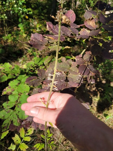 Actaea simplex, photograph 3
