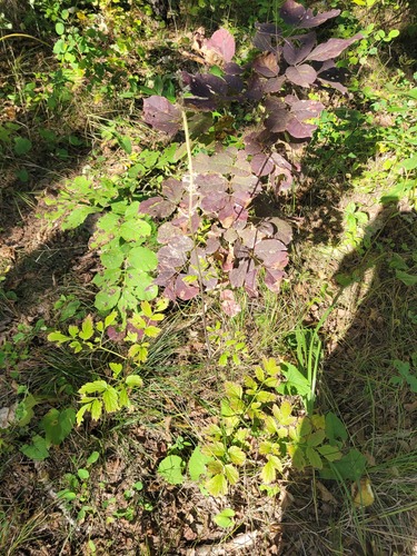 Simple bugbane (Actaea simplex)