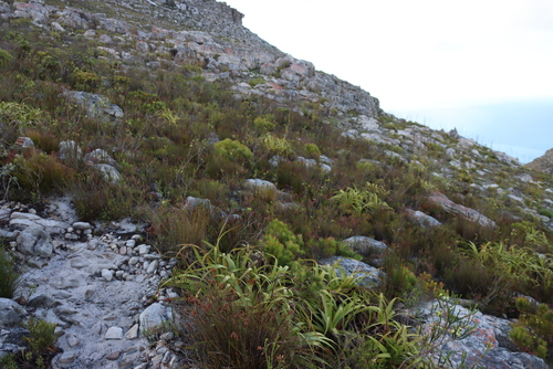 Erica urna-viridis, photograph 1