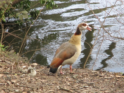 iNaturalist: (c) pandashark08, some rights reserved (CC BY-NC) iNaturalist image