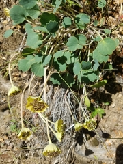 Pozoa coriacea