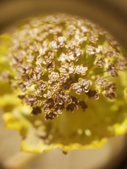 Pozoa coriacea