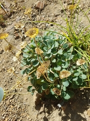 Pozoa coriacea