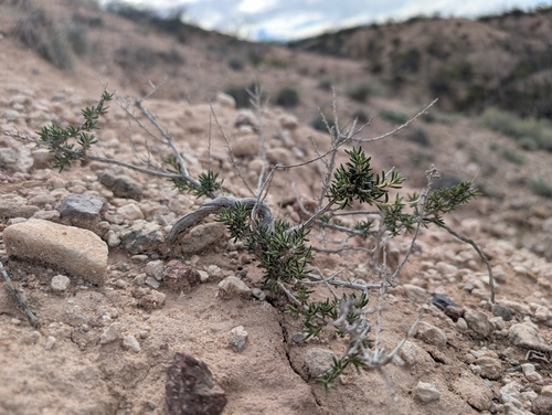 San Pedro River Wild Buckwheat (Eriogonum terrenatum)