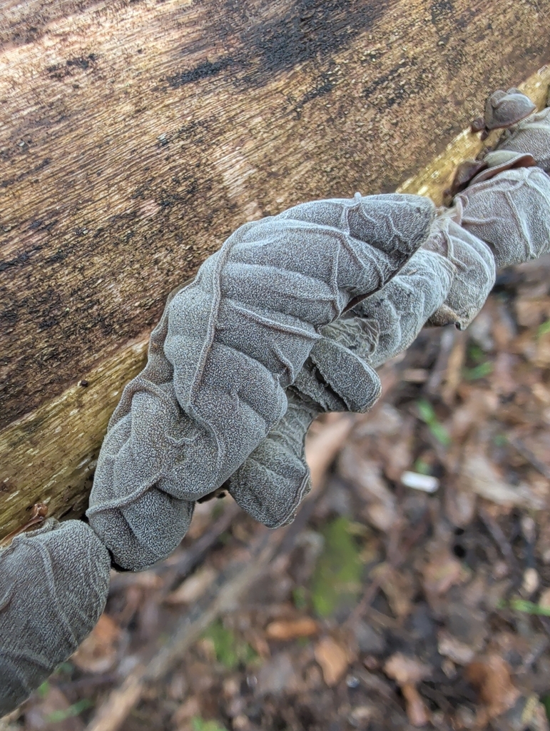 Auricularia auricula-judae · April 2026 · photo: © vincent_b (iNaturalist, cc-by)