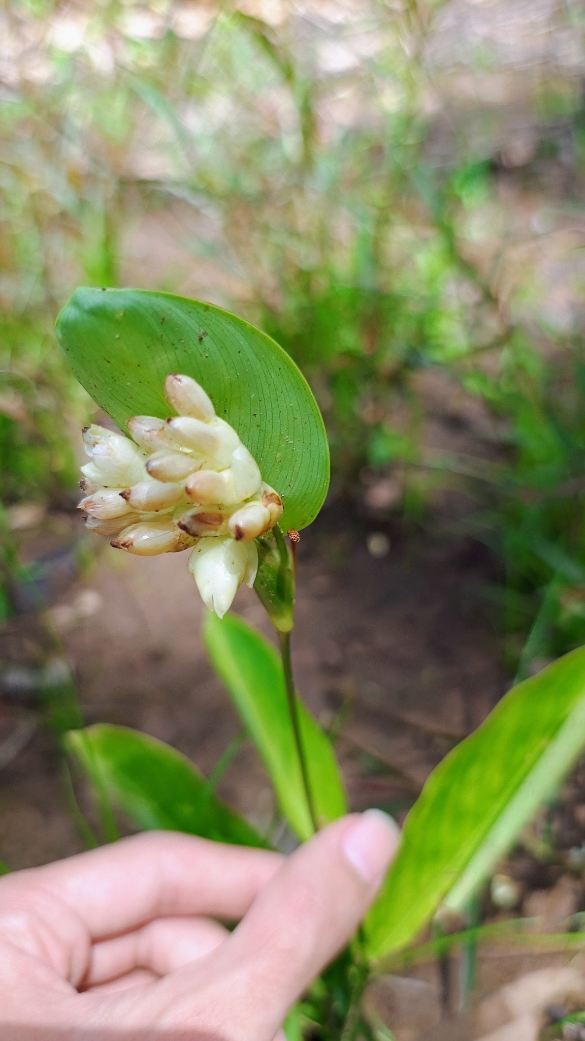 Myrosma cannifolia
