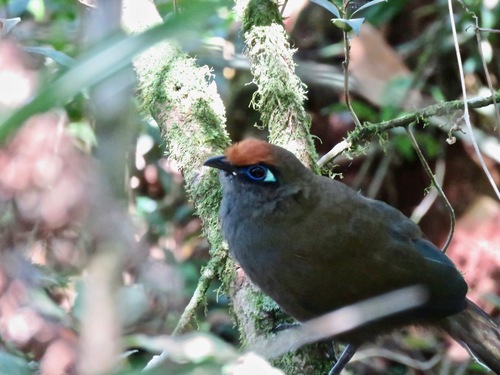 Red-fronted Coua