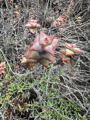 Foto de Crassula