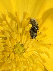 Acmaeodera neglecta neoneglecta