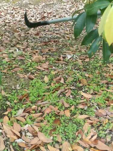 Chinese Cobra