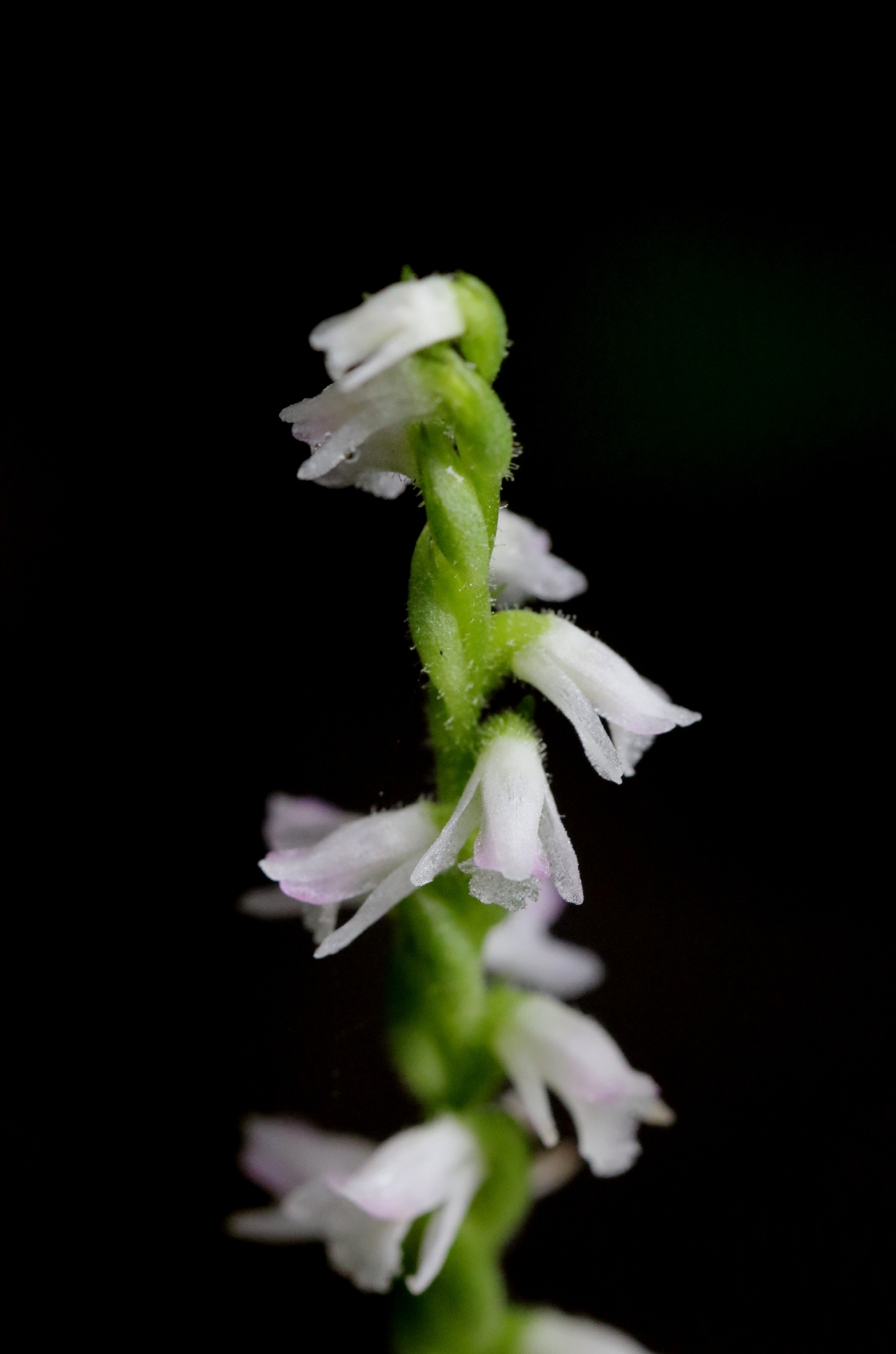 Hong Kong Spiranthes (Spiranthes ×)