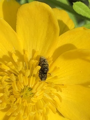 Acmaeodera neglecta neoneglecta