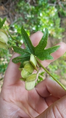 Dioscorea brachybotrya