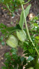 Dioscorea brachybotrya