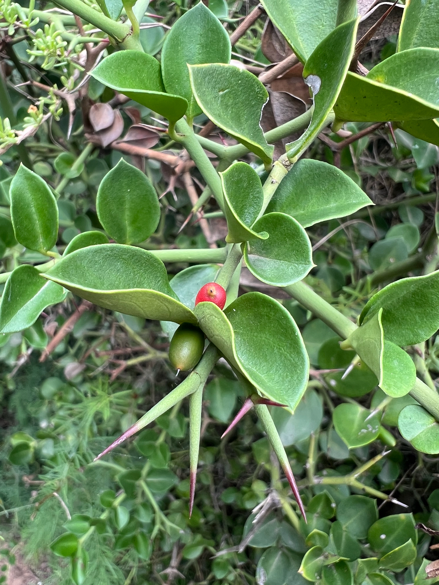 Num-Num (Carissa bispinosa)
