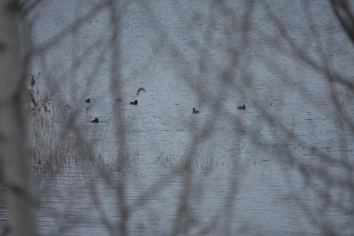 Ferruginous Duck