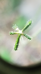Adenocaulon chilense