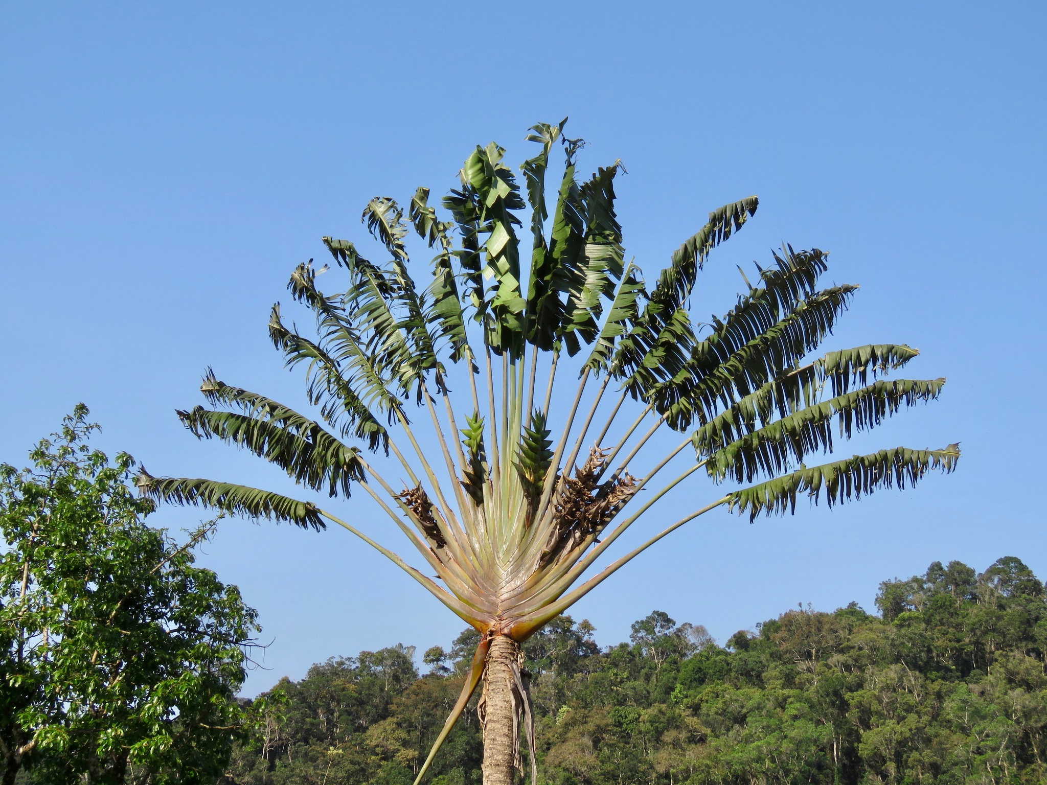 Ravenala
