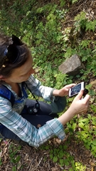 Adenocaulon chilense