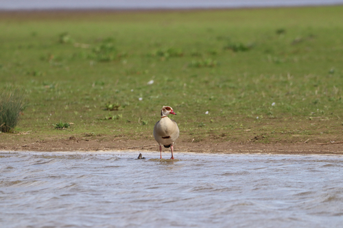 iNaturalist: (c) evangeline templar, some rights reserved (CC BY-NC), uploaded by evangeline templar iNaturalist image