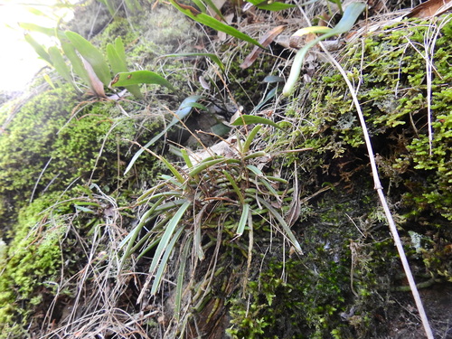 Fairy Bells (Sarcochilus ceciliae)