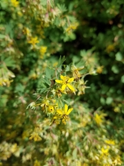 Balbisia gracilis