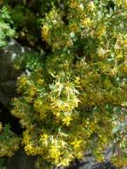 Balbisia gracilis