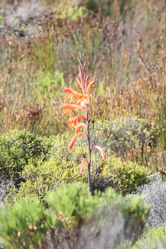 Table Mountain Watsonia (Watsonia tabularis)