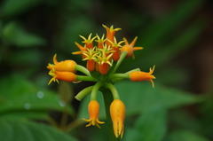 Gurania lobata