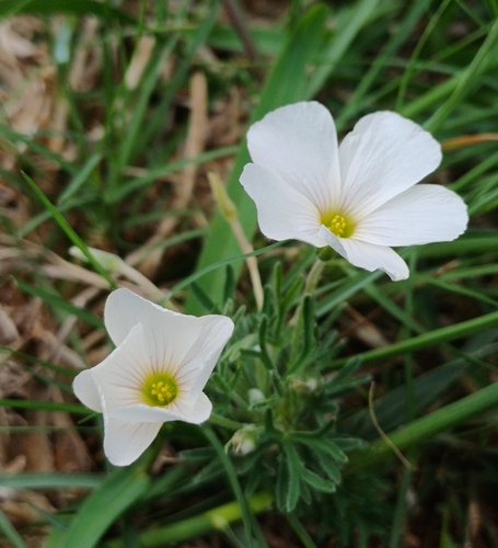 Oxalis bifurca (Oxalis bifurca)