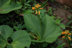 Gurania lobata