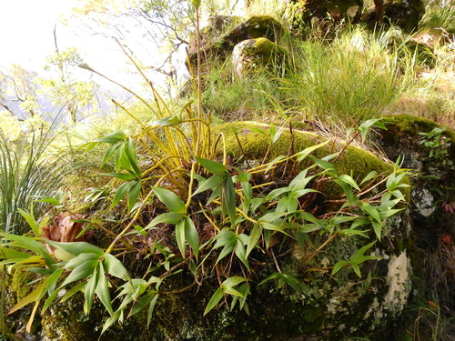 Blotched Cane Orchid (Dendrobium gracilicaule)