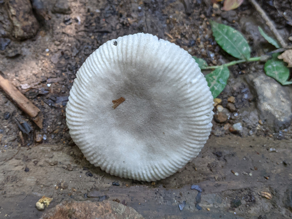 Amanita farinosa · October 2021 · photo: © timur_kalininsky (iNaturalist, cc-by)