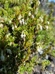 Gaultheria poeppigii