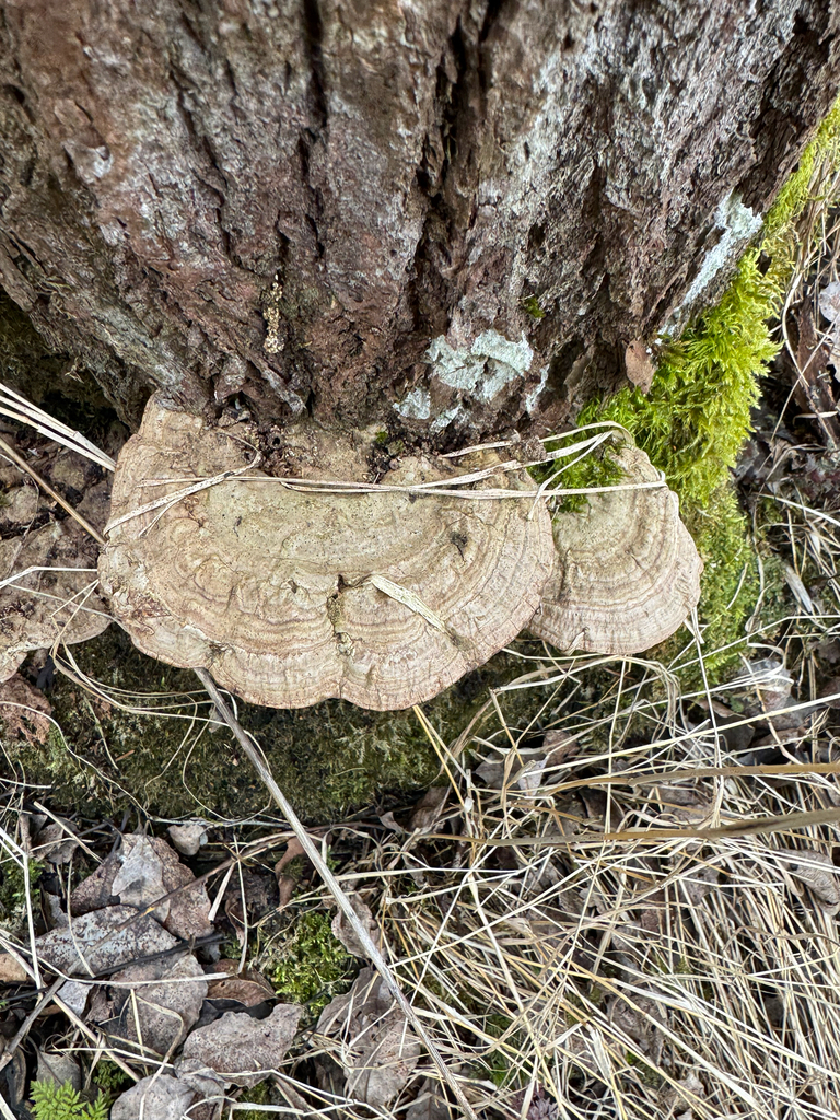 Ganoderma applanatum · April 2026 · photo: © sudenkorentoko (iNaturalist, cc0)