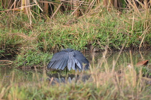 iNaturalist image