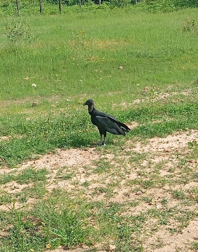 Black Vulture