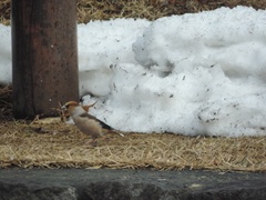 Coccothraustes coccothraustes