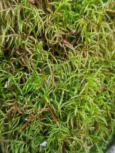 Sciuro-hypnum reflexum observed 2026-03-27