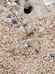 Myrmecocystus
