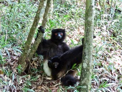 Propithecus edwardsi