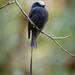 Long-tailed Tyrant - Photo (c) Cláudio Dias Timm, some rights reserved (CC BY-NC-SA)